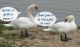 2007 05 06 Draveil084 .jpg